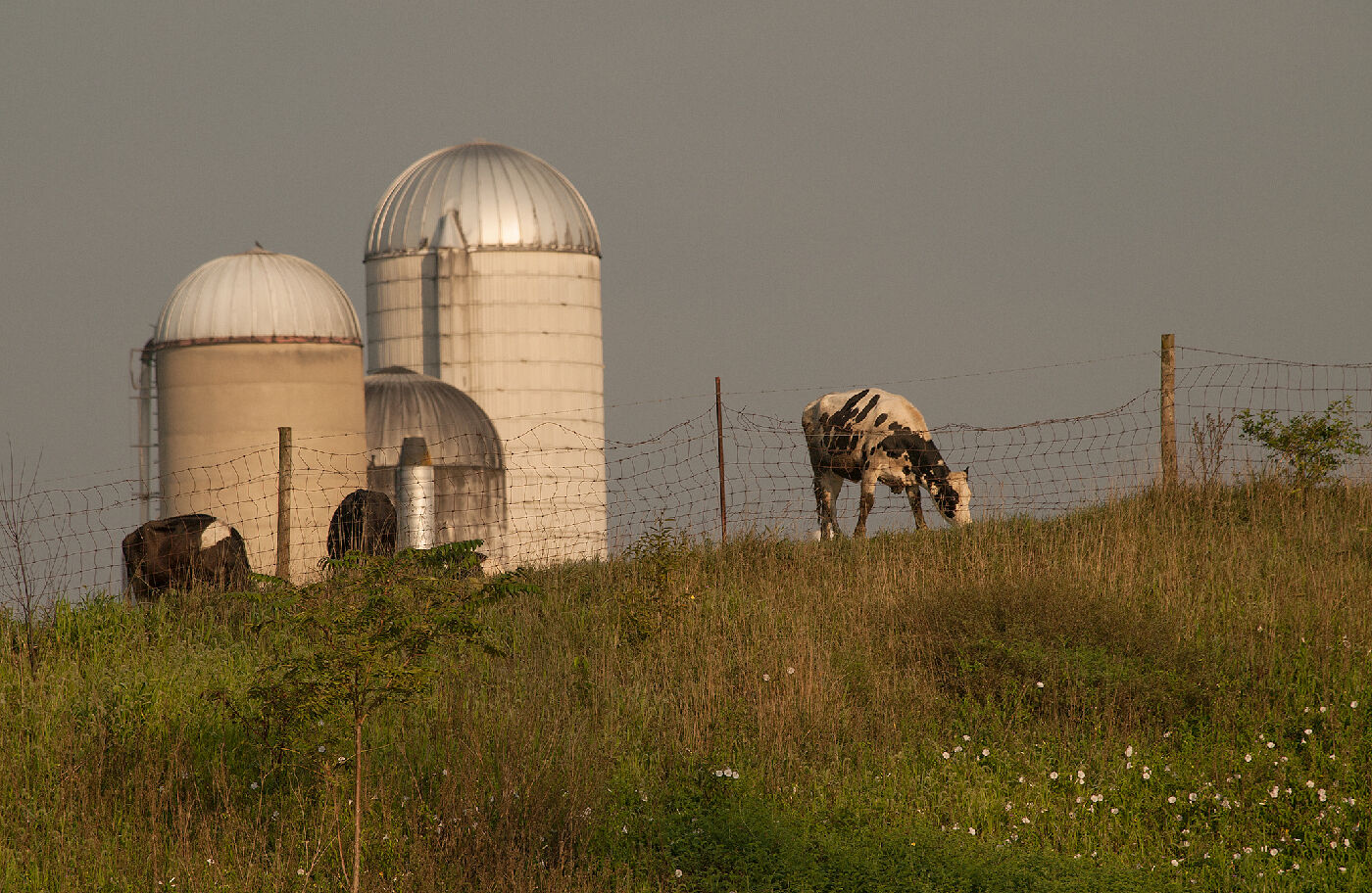 Shenandoah Valley agriculture